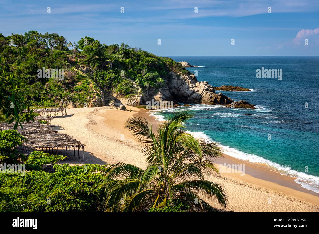 Palma sola spiaggia sulla costa di Michoacan in Messico. Foto Stock