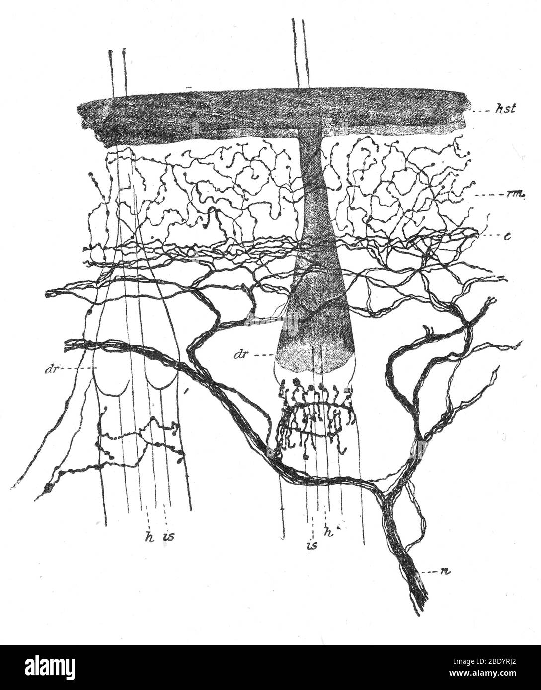 Cajal, Rat Nerve terminazioni, 1899 Foto Stock