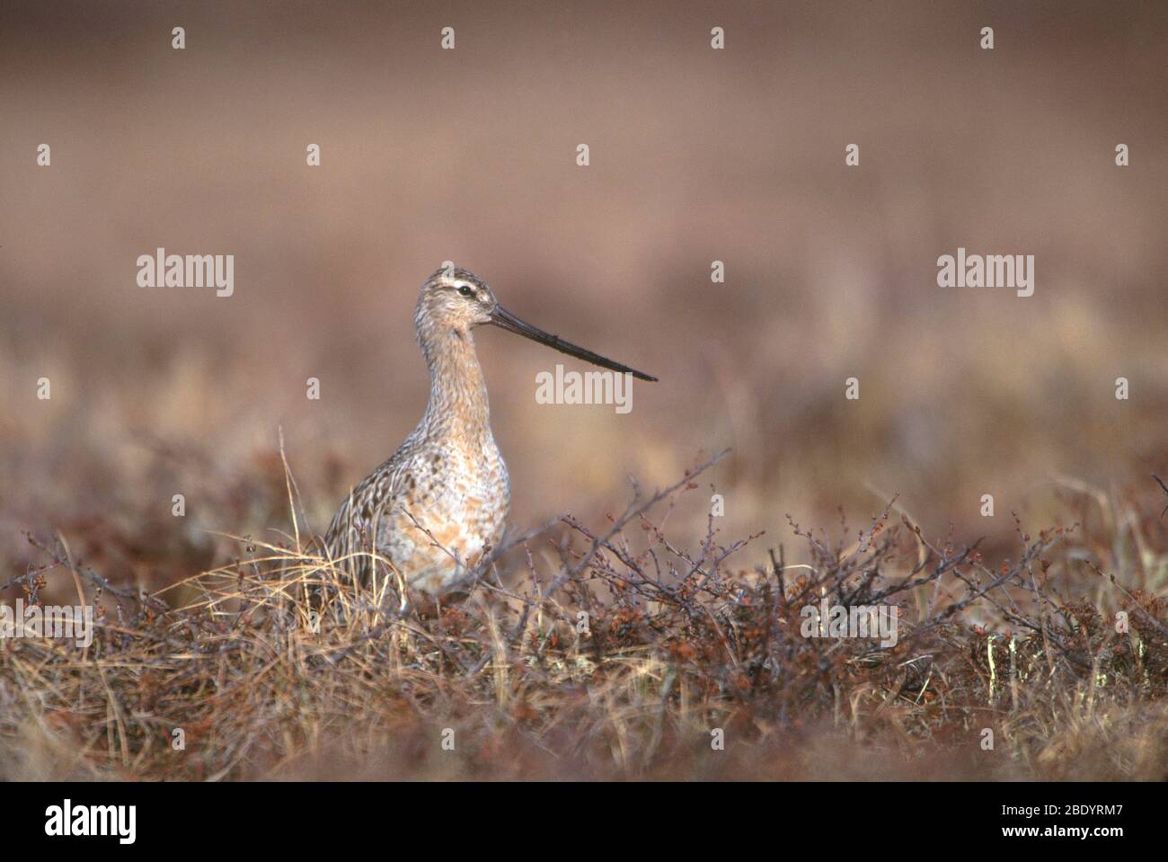 Bar-tailed Godwit Foto Stock
