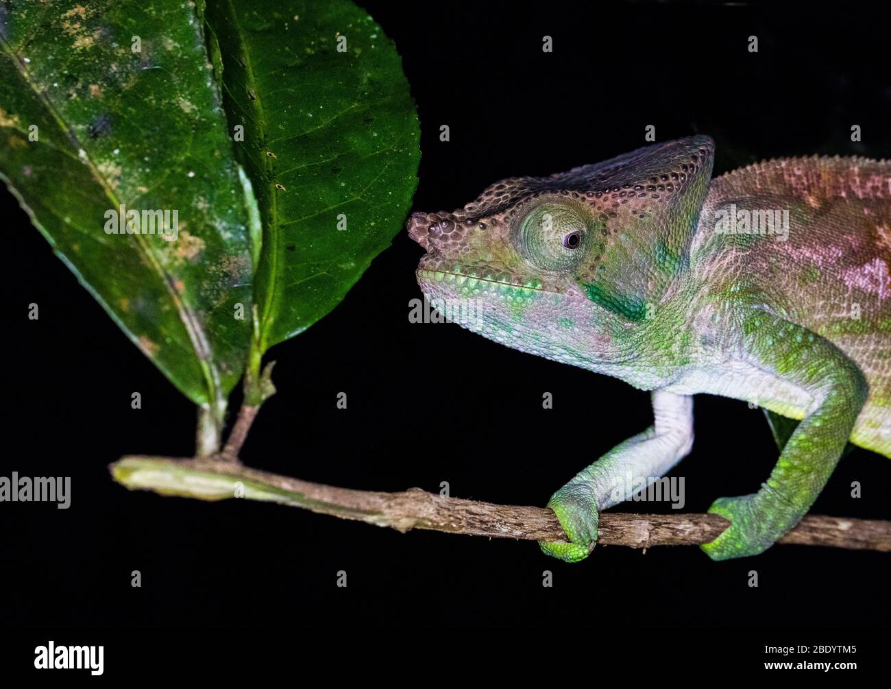 Camaleonte di Parsons (Calumma parsonii) su ramoscello sottile, Madagascar Foto Stock