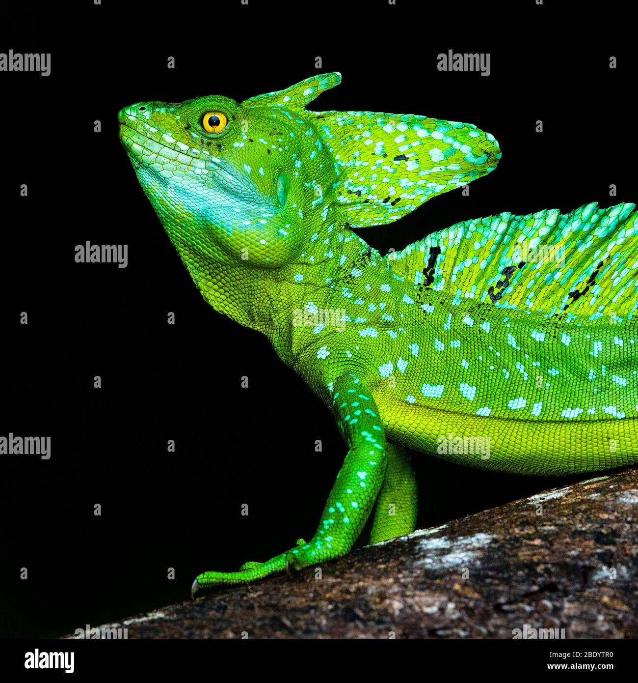 Prumed basilisk (Basiliscus plumifrons) maschio primo piano, Costa Rica Foto Stock