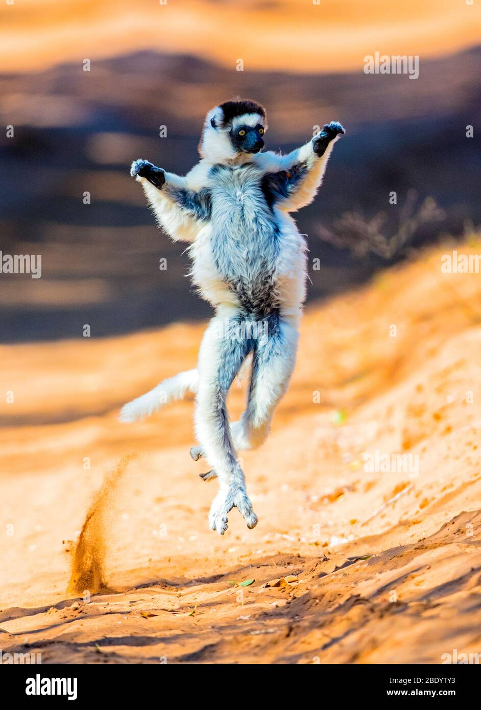 Verreauxs sifaka (Propithecus verreauxi) danza, Madagascar Foto Stock