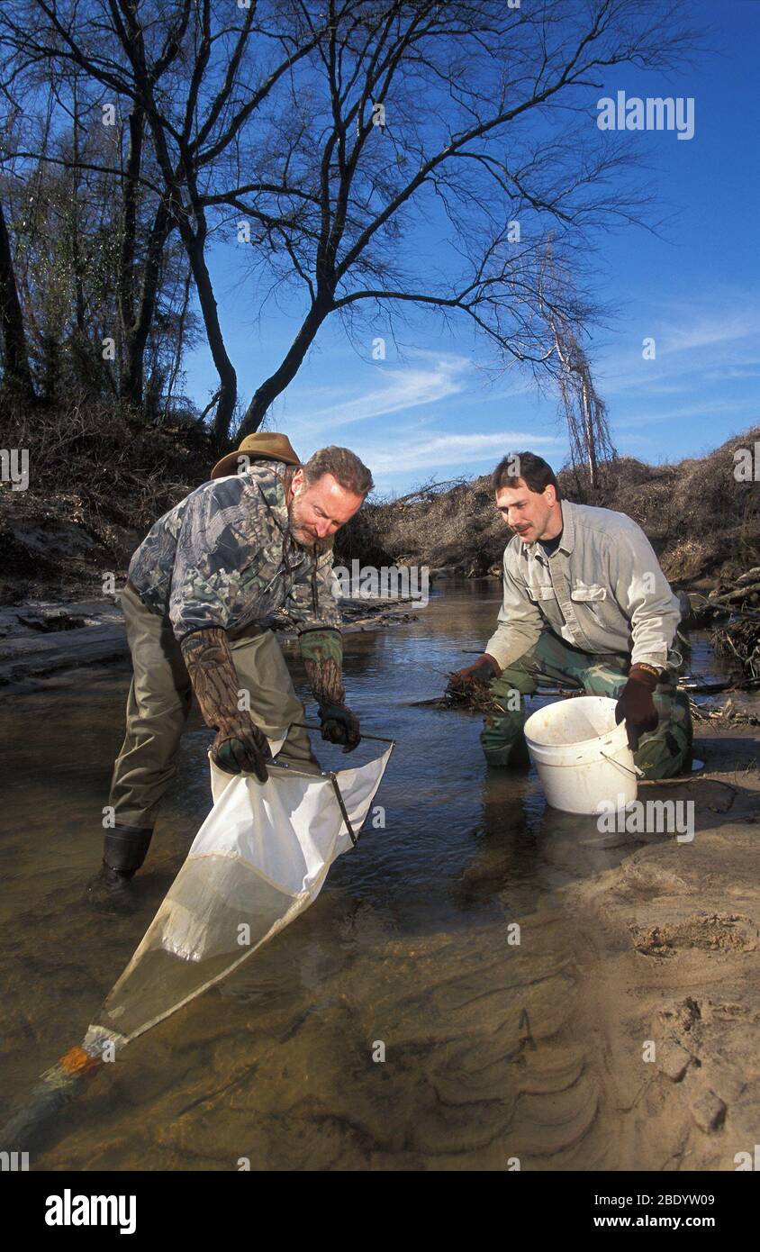 Biologi che raccolgono macrofartebrati Foto Stock