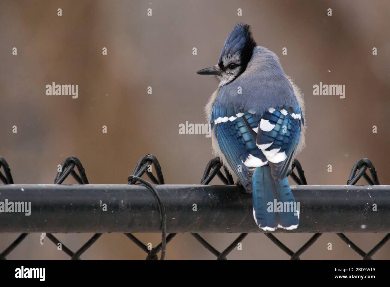 Bluejay blu e bianco colorato e maestoso arroccato su un Recinzione Foto Stock