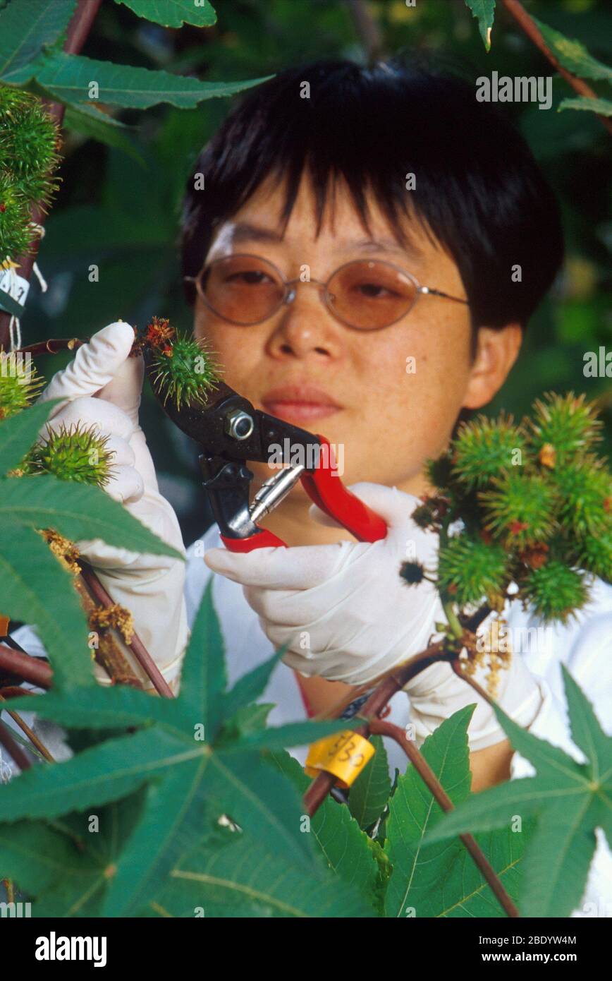 Fisiologo vegetale Foto Stock