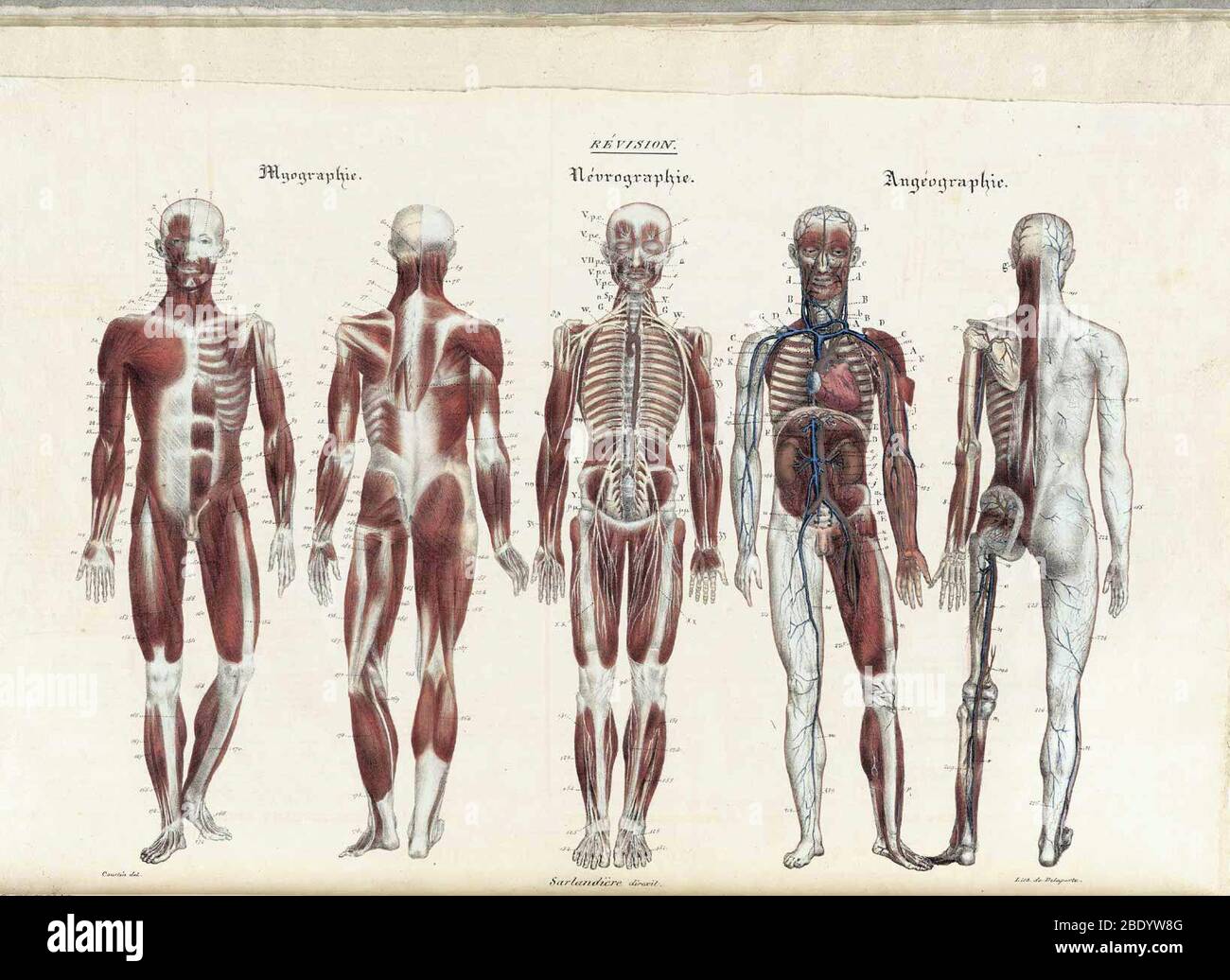 Illustrazioni anatomie Methodique Foto Stock