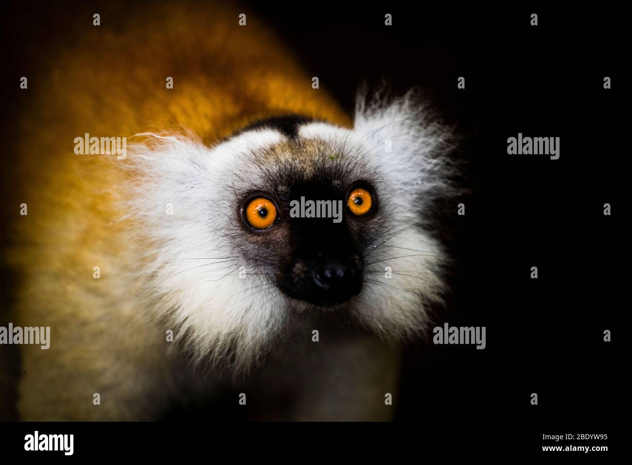 Lemur nero (Eulemur macaco) femmina sorpreso, riserva di Palmarium, Madagascar Foto Stock