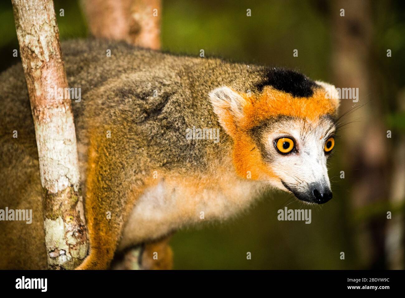 Lemuri coronato (Eulemur coronatus) maschio sorpreso, Palmarium riserva, Madagascar Foto Stock