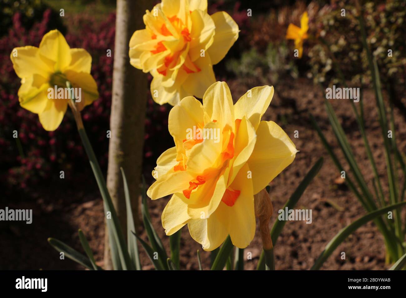 Blühende Blumen im Frühling Foto Stock