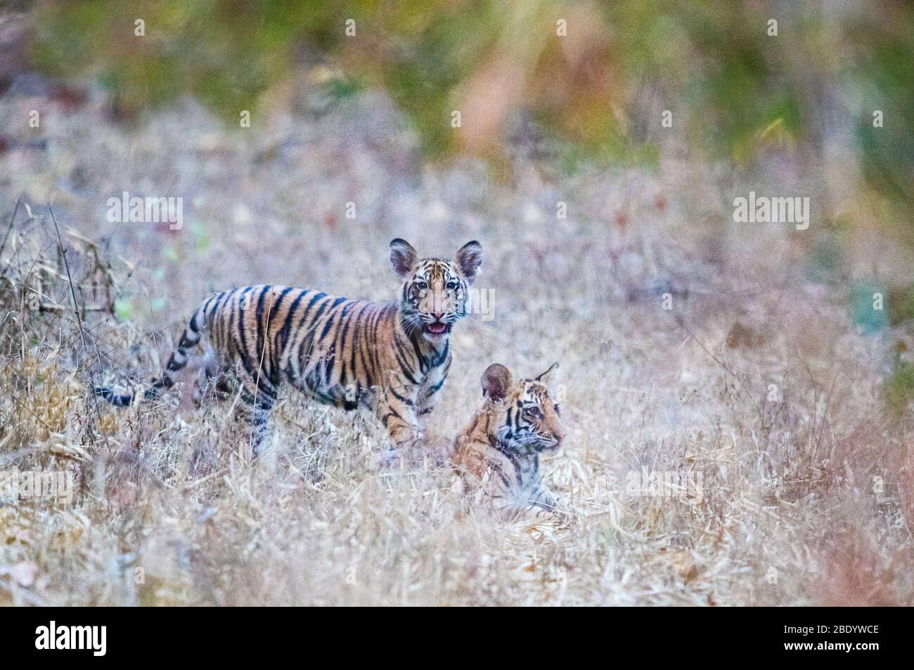 Giovani tigri rilassarsi, India Foto Stock