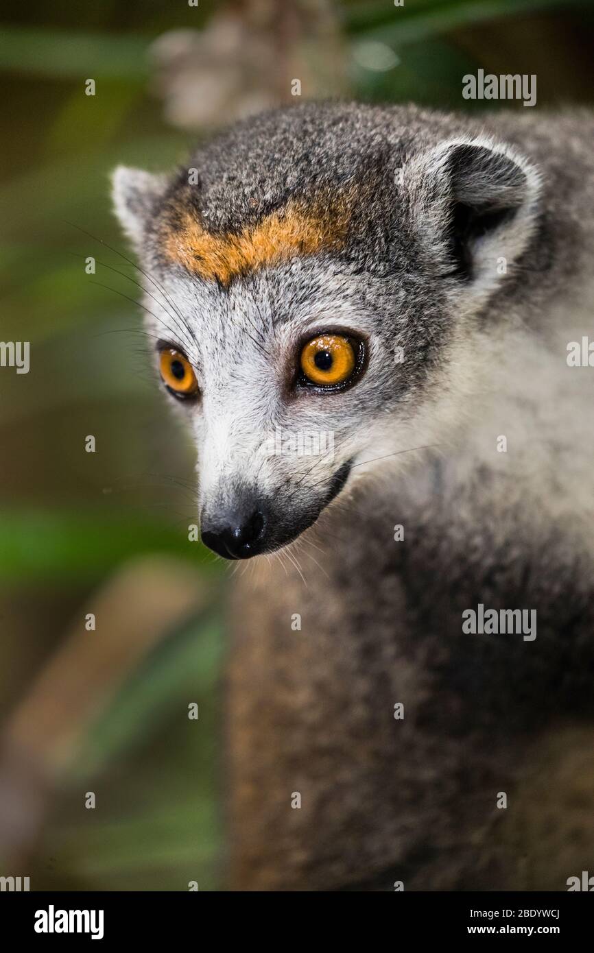 Ritratto maschile di lemuri coronato (Eulemur coronatus), Riserva di Palmarium, Madagascar Foto Stock