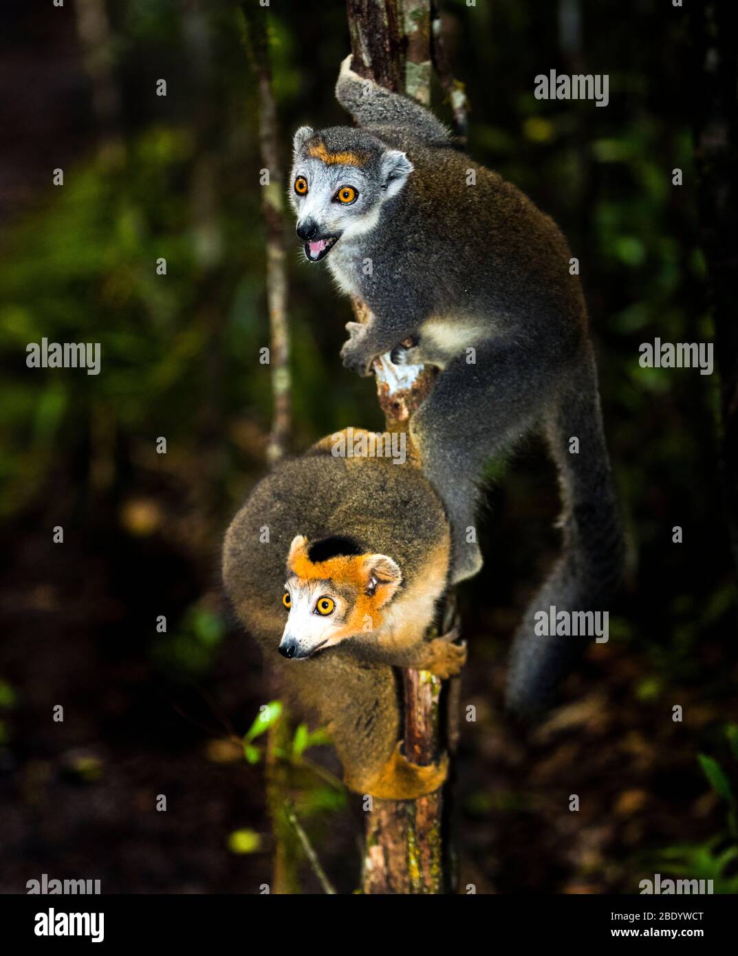 Coppia di lemuri coronati (Eulemur coronatus) sull'albero, Riserva del Palmarium, Madagascar Foto Stock