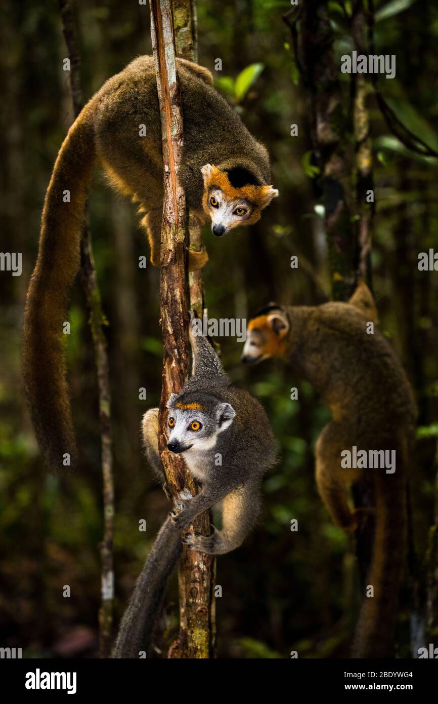 Lemuri coronati (Eulemur coronatus), Madagascar Foto Stock