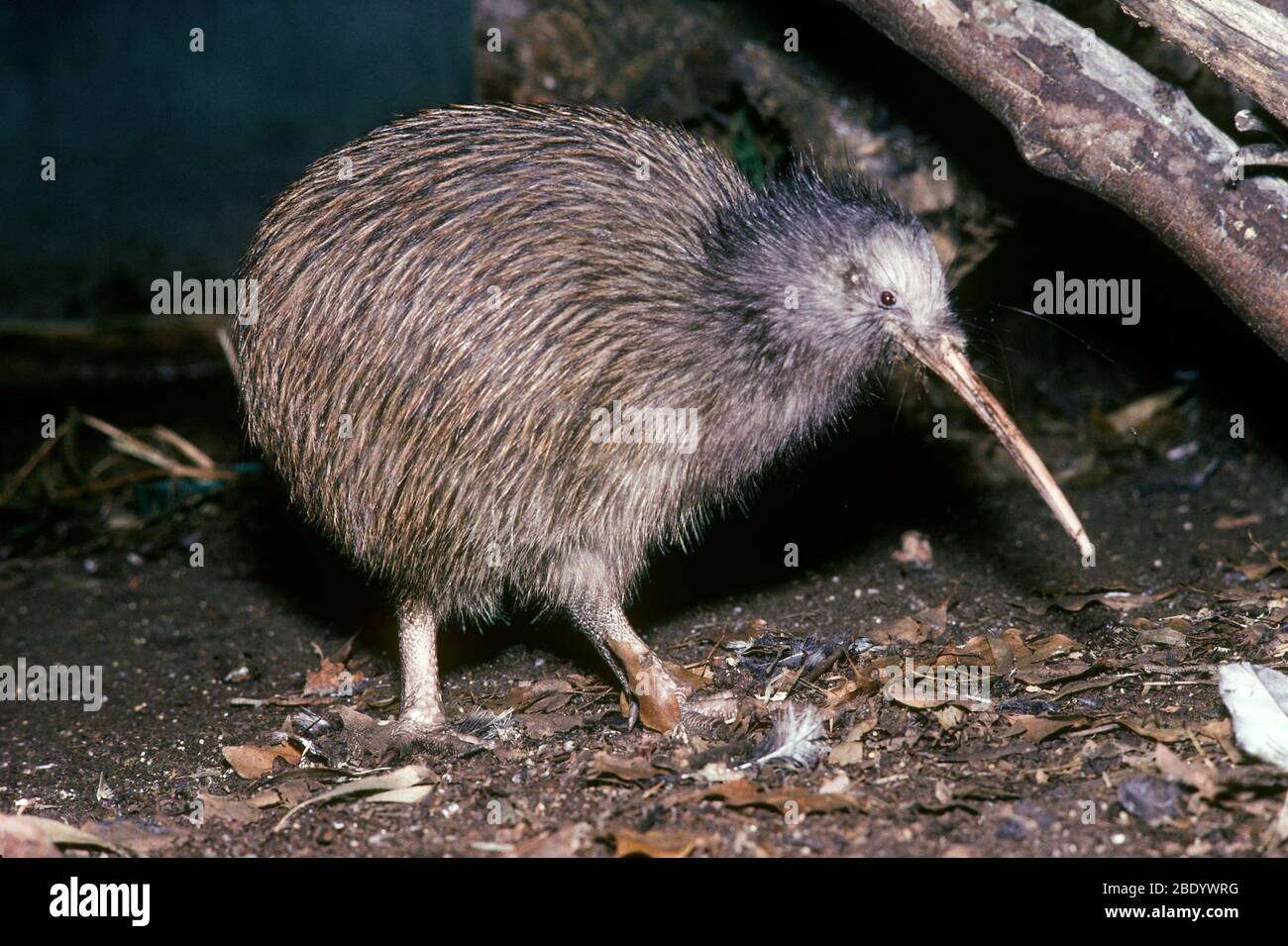 Kiwi marrone Foto Stock