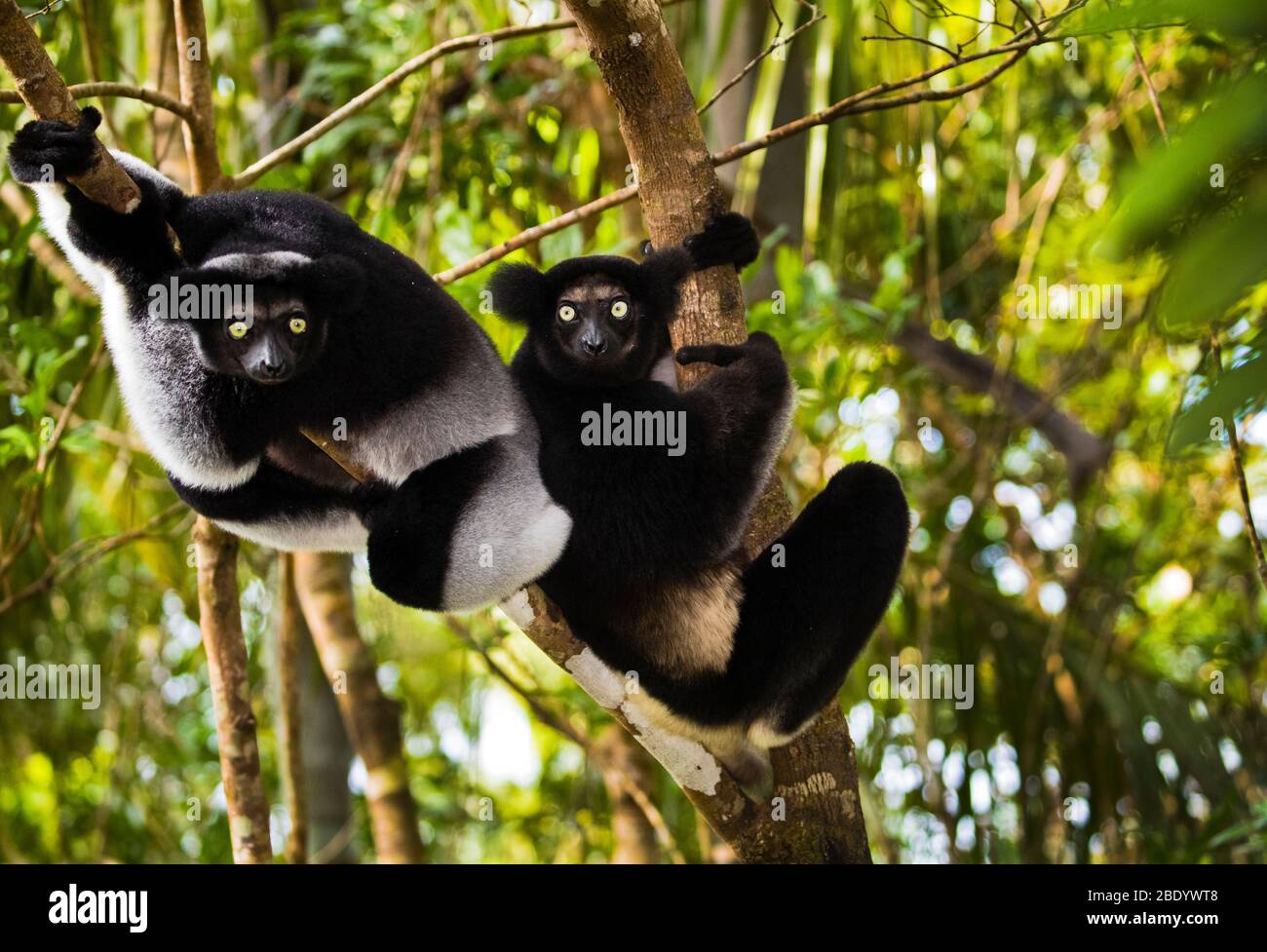 Indris nero (Indri indri) tra rami, Madagascar Foto Stock