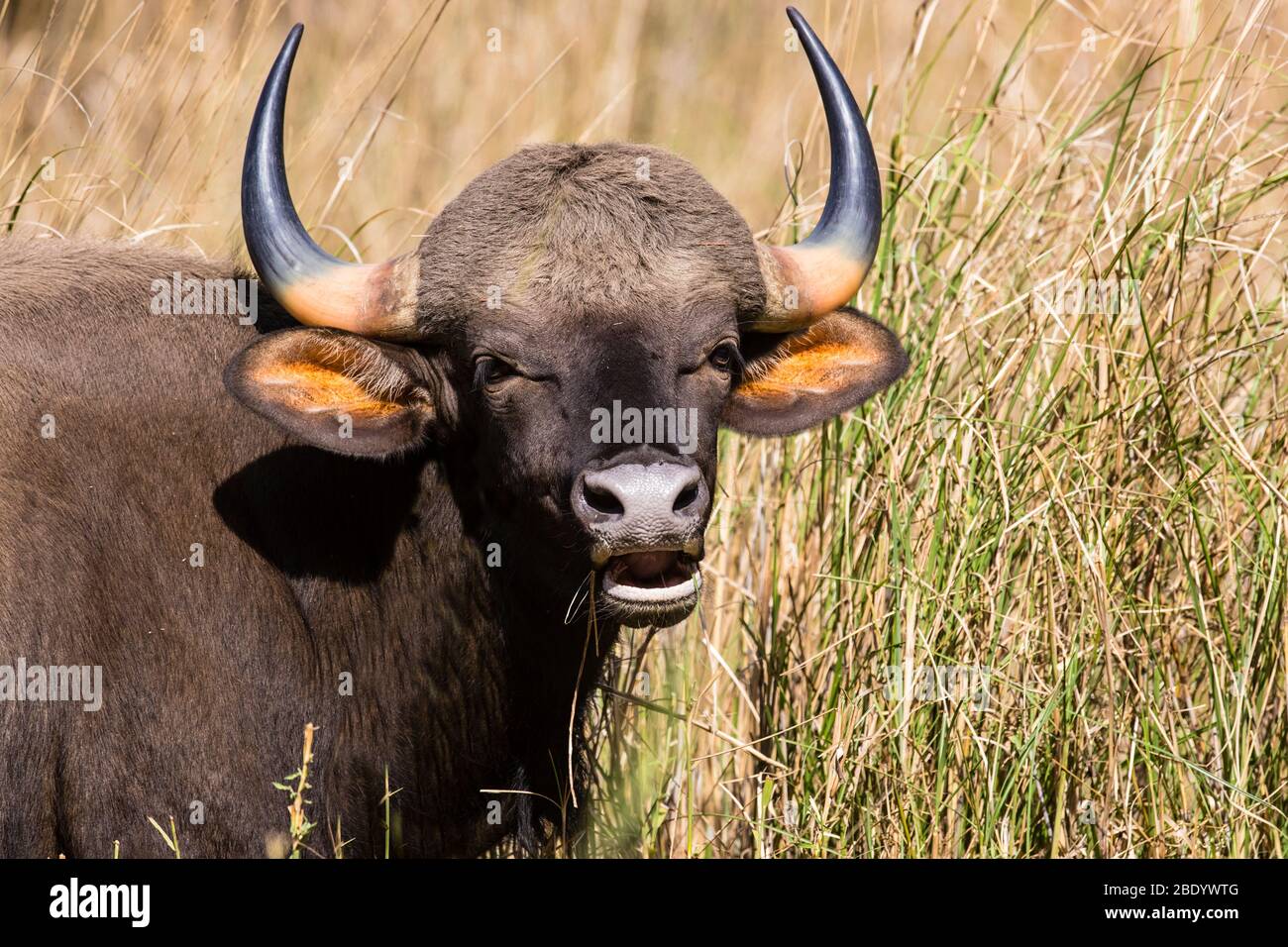 toro indiano selvatico (Bos gaurus), India Foto Stock