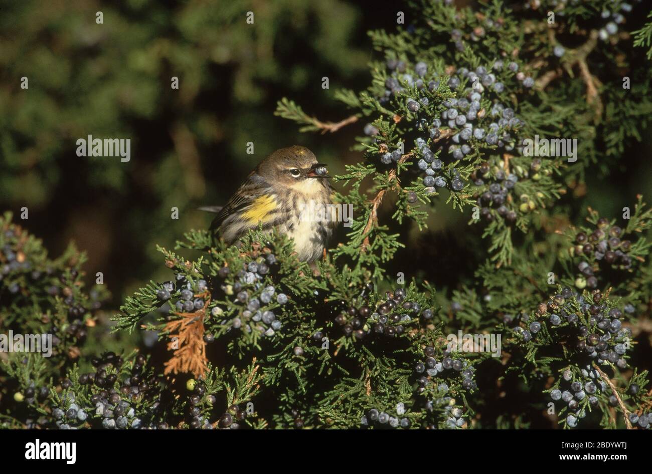 Giallo-rumped trillo Foto Stock