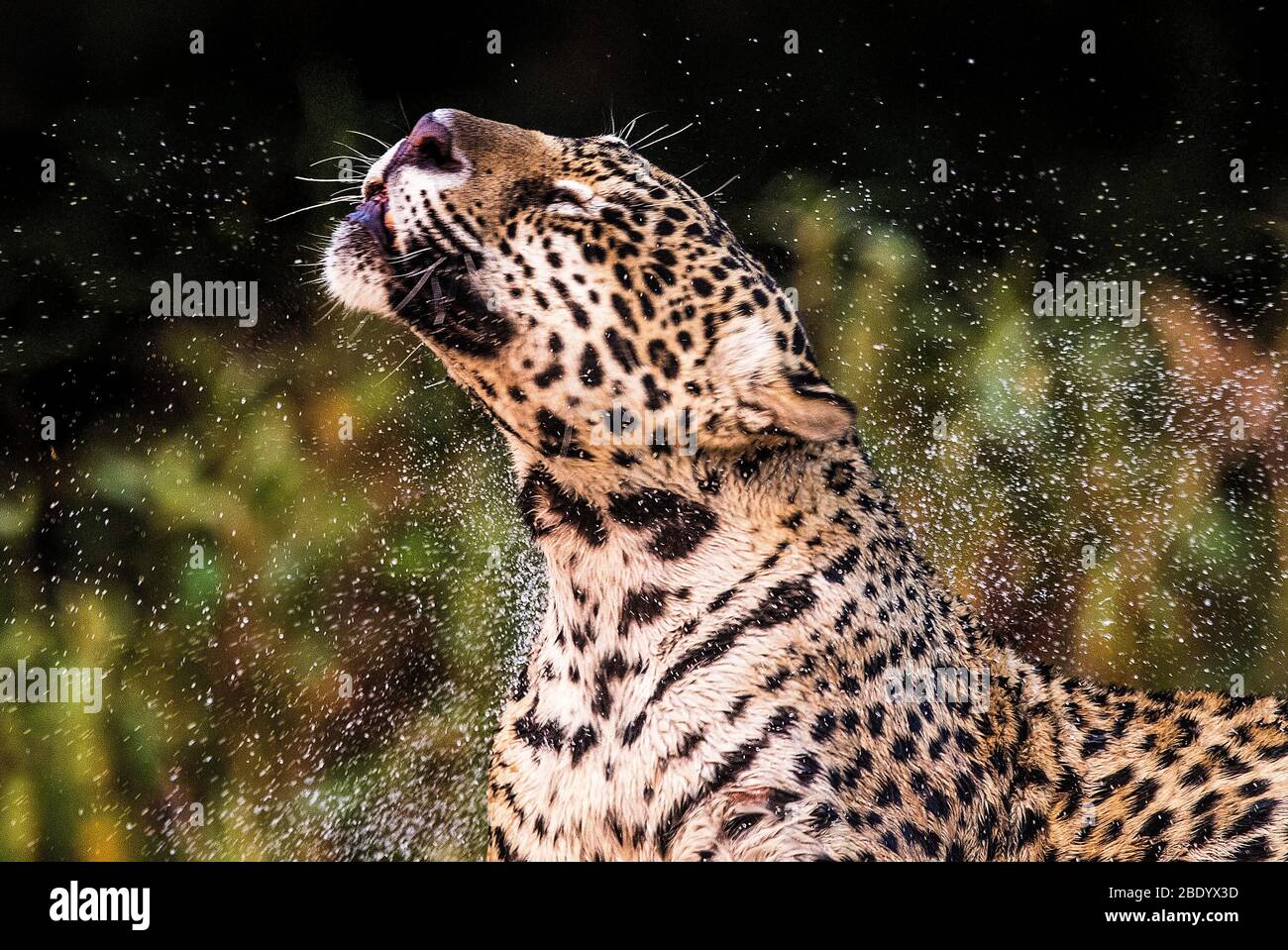 Foto ravvicinata di jaguar (Panthera onca), Pentanal, Brasile Foto Stock