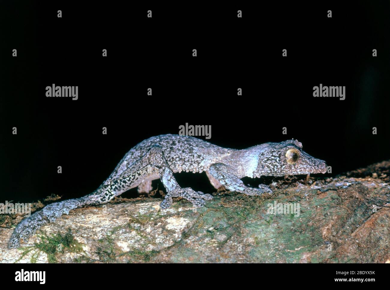 Foglia-tailed Gecko Foto Stock