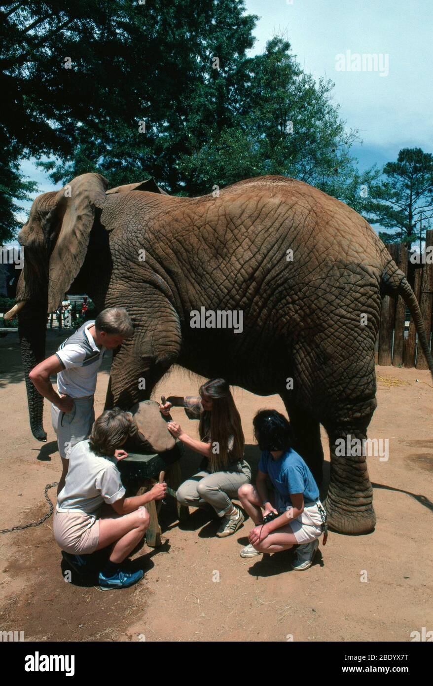 Veterinari con elefante Foto Stock