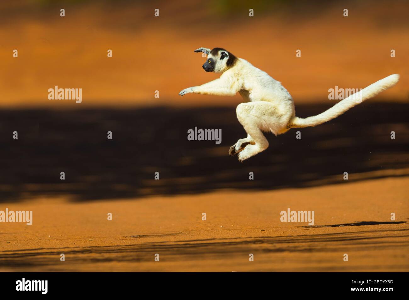 Verreauxs sifaka (Propithecus verreauxi) jumping, Madagascar Foto Stock