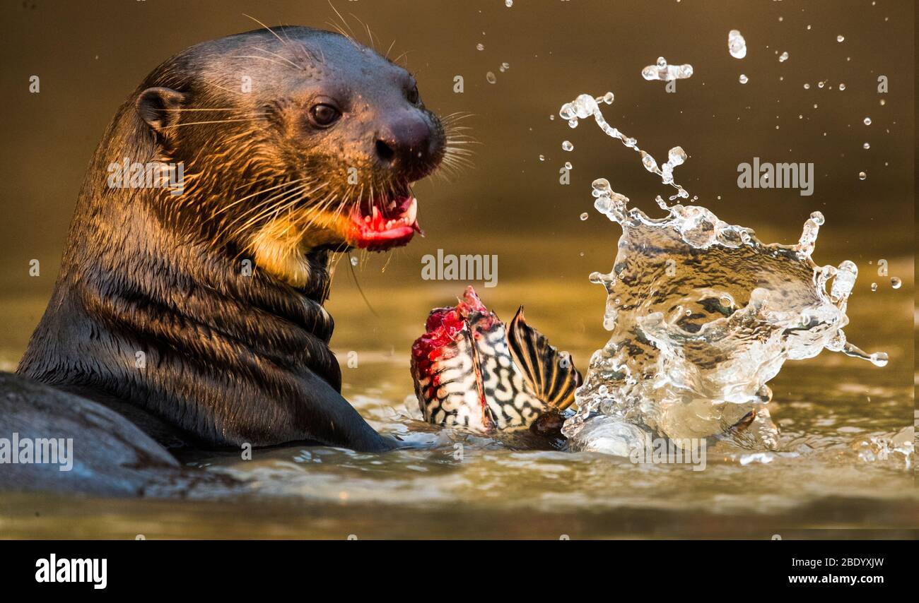 Primo piano di lontre gigante mangiare pesce in acqua, Pantanal, Brasile Foto Stock