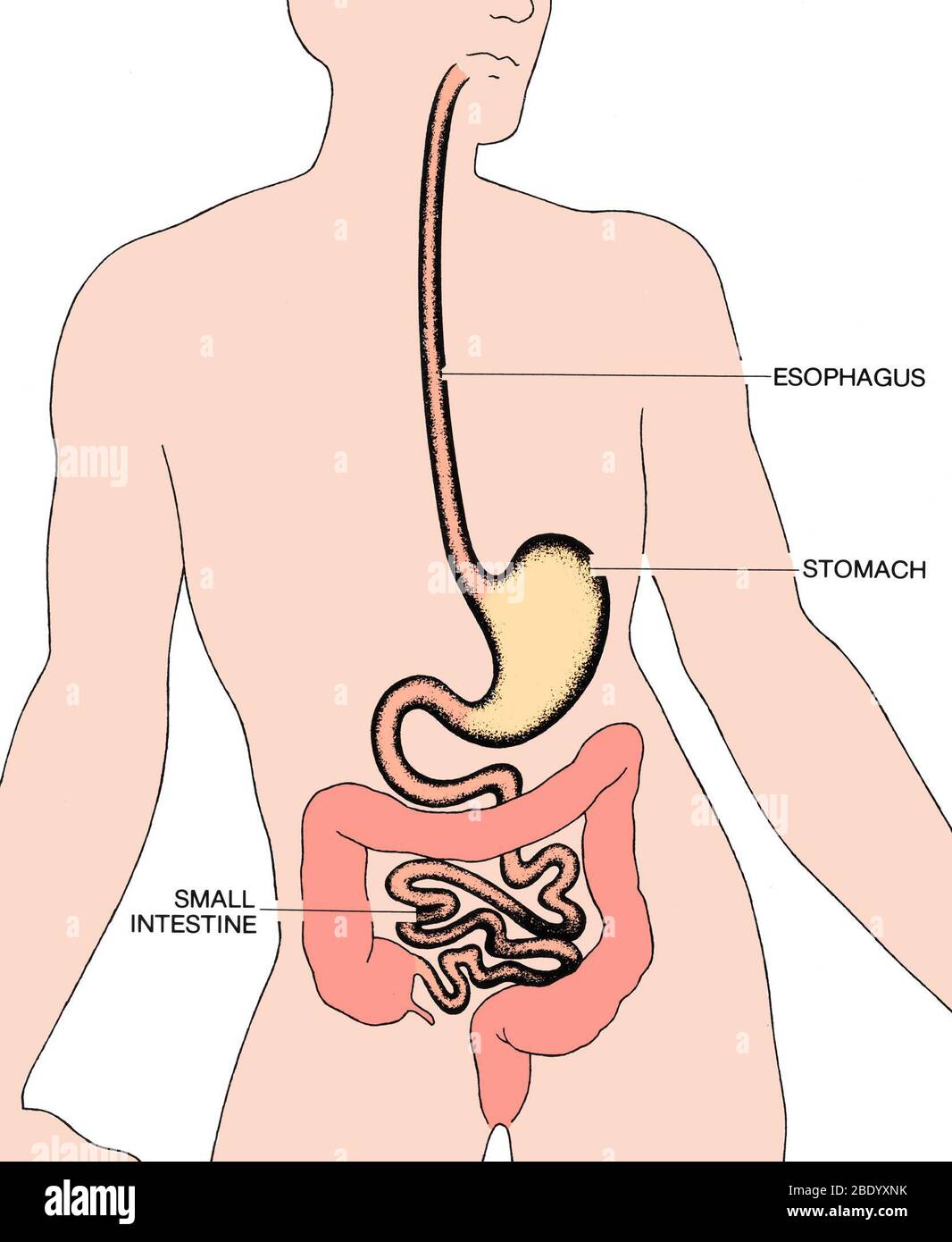 Esofago e intestini, illustrazione Foto Stock
