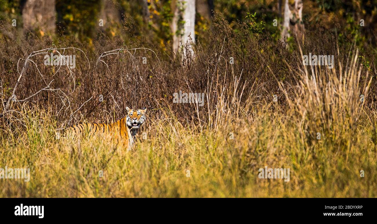 Vista della tigre in cespugli, India Foto Stock