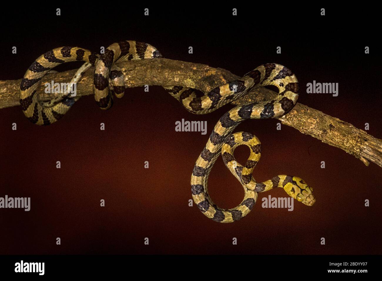 Vista del serpente sul ramo, Madagascar Foto Stock