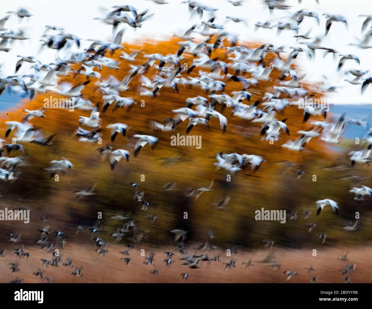Flying gregge di oche da neve, Soccoro Foto Stock