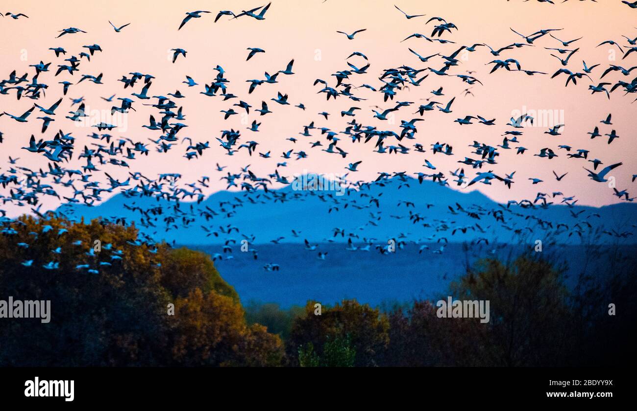 Gregge di oche da neve in volo, Soccorso, New Mexico, USA Foto Stock
