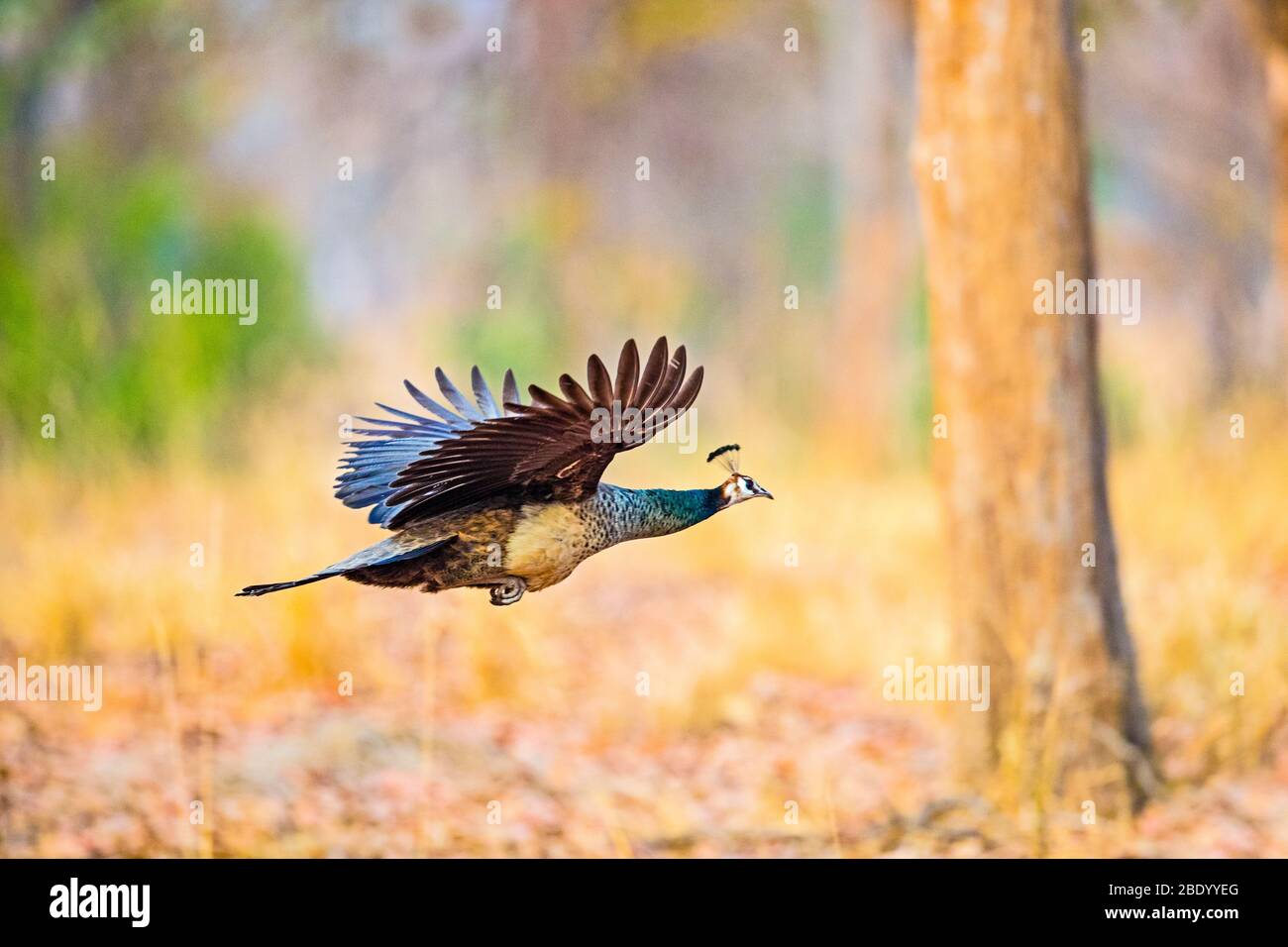 Vista laterale del pavone volante, India Foto Stock
