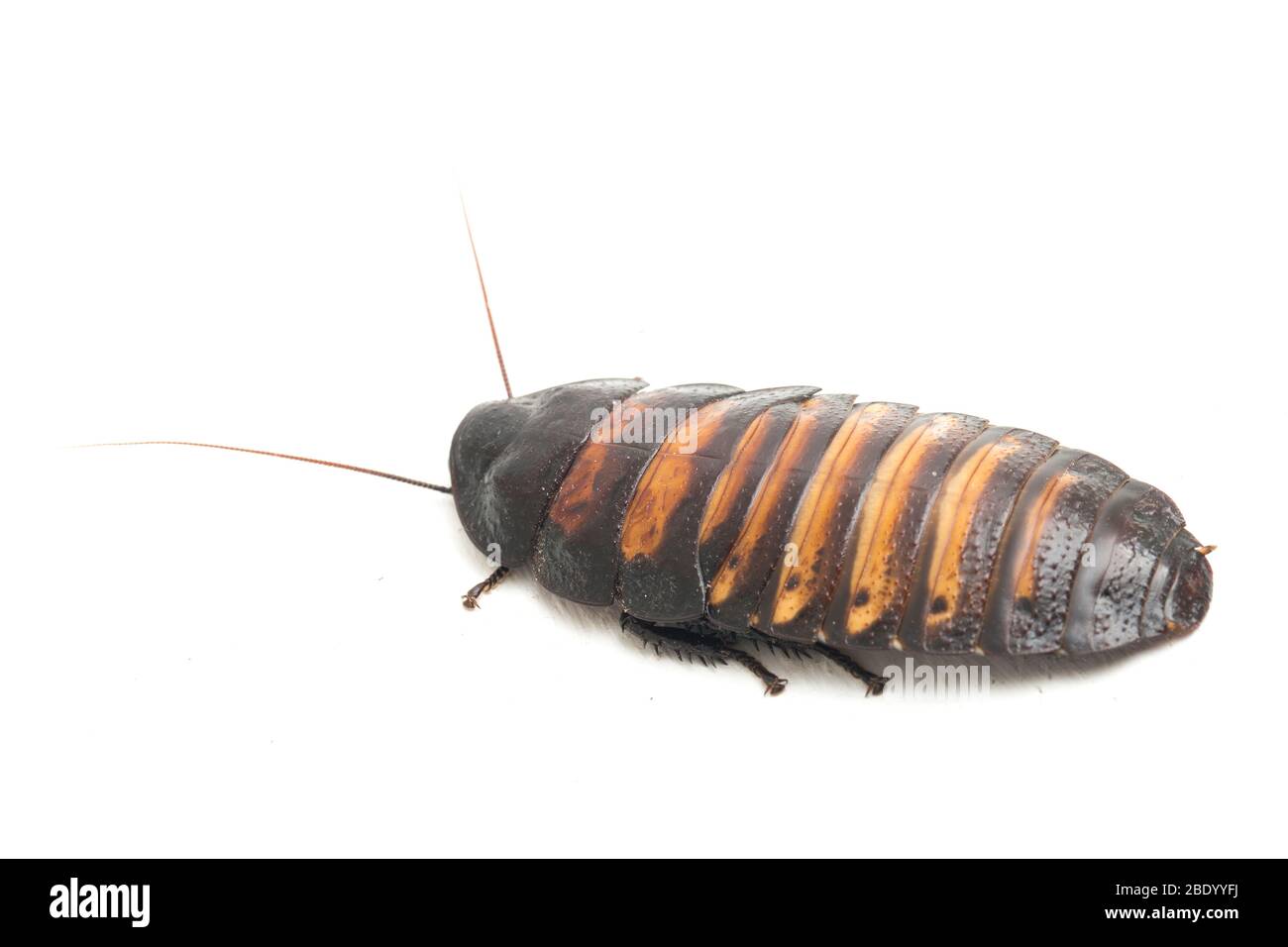 Lo scarafaggio sibilante del Madagascar (Gromphadorhina portentosa) isolato su sfondo bianco Foto Stock