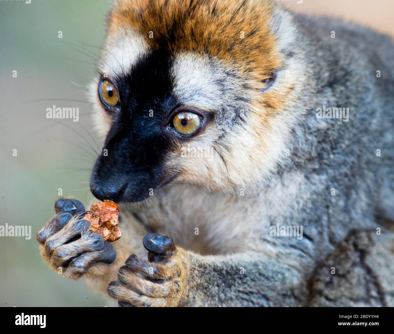 Primo piano di lemuri con la faccia rossa (Eulemur rufifrons), Madagascar Foto Stock