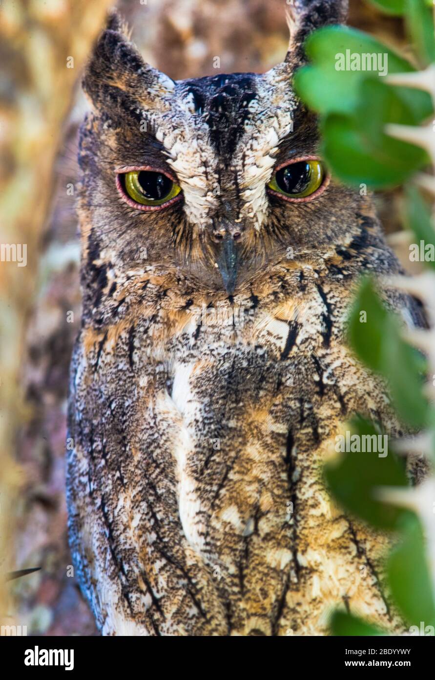 Primo piano del Madagascar Sluops WOL (Otus rutilus), Madagascar Foto Stock