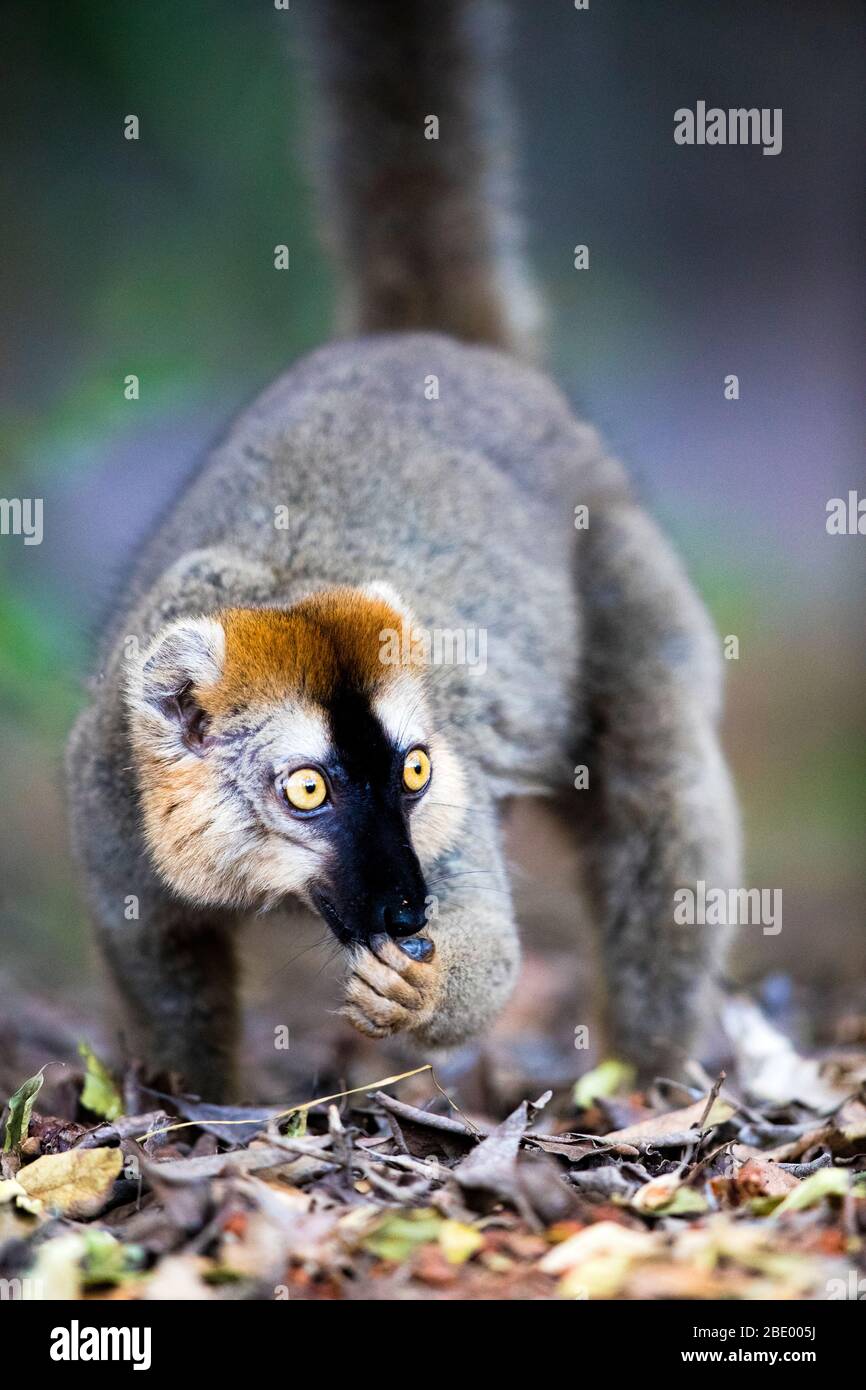 Lemuri con la faccia rossa (Eulemur rufifrons), Madagascar Foto Stock