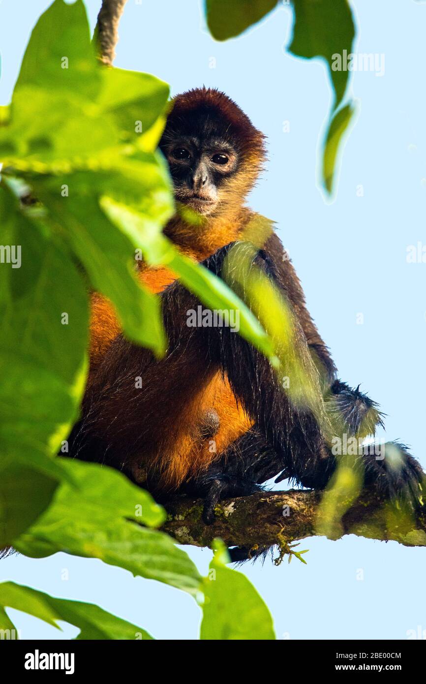Scimmia ragno su ramo d'albero, Costa Rica Foto Stock