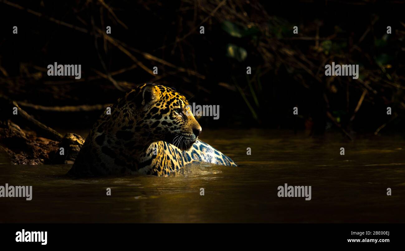 Jaguar in acqua, Pantanal, Brasile Foto Stock