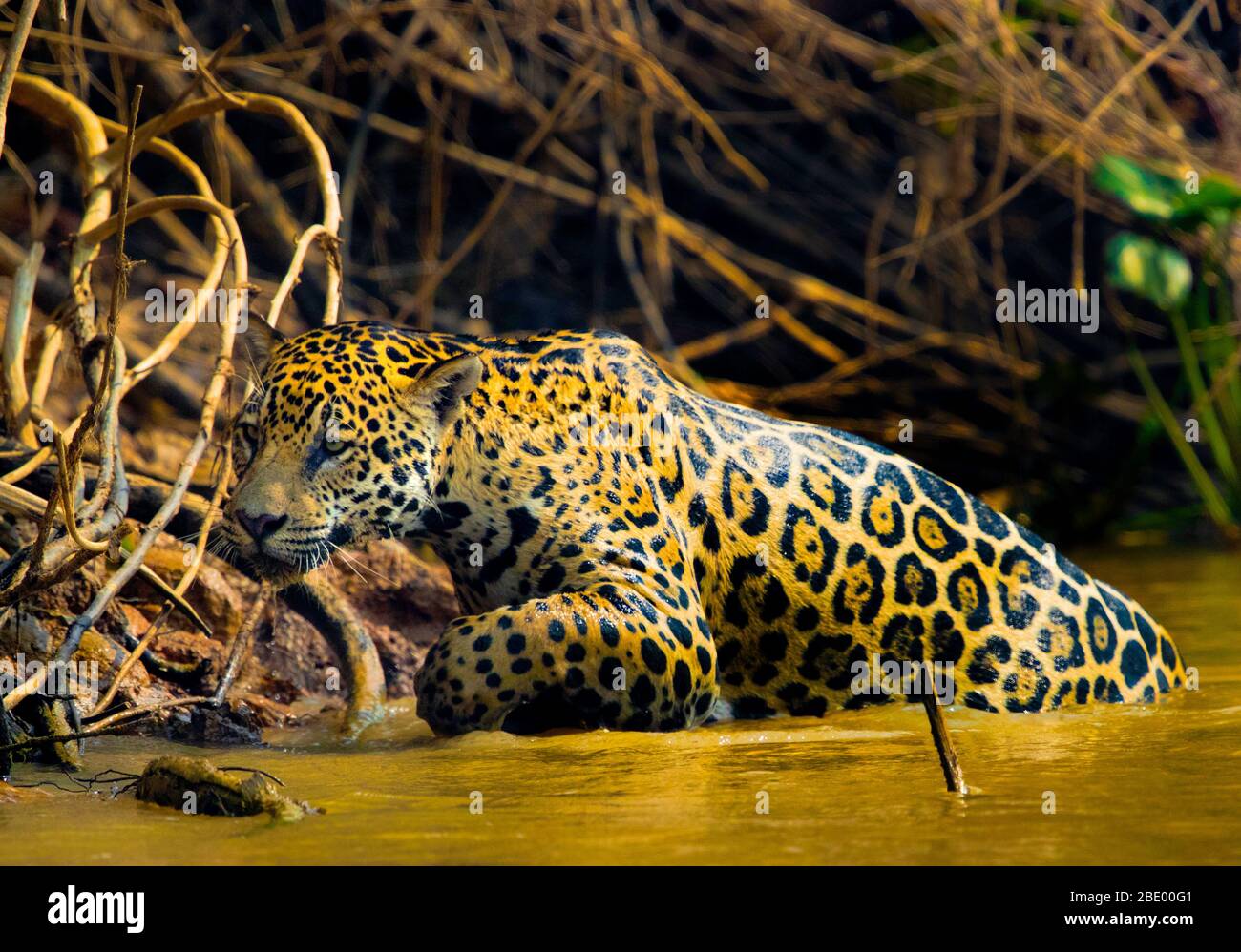 Jaguar che cammina in acqua, Pantanal, Brasile Foto Stock