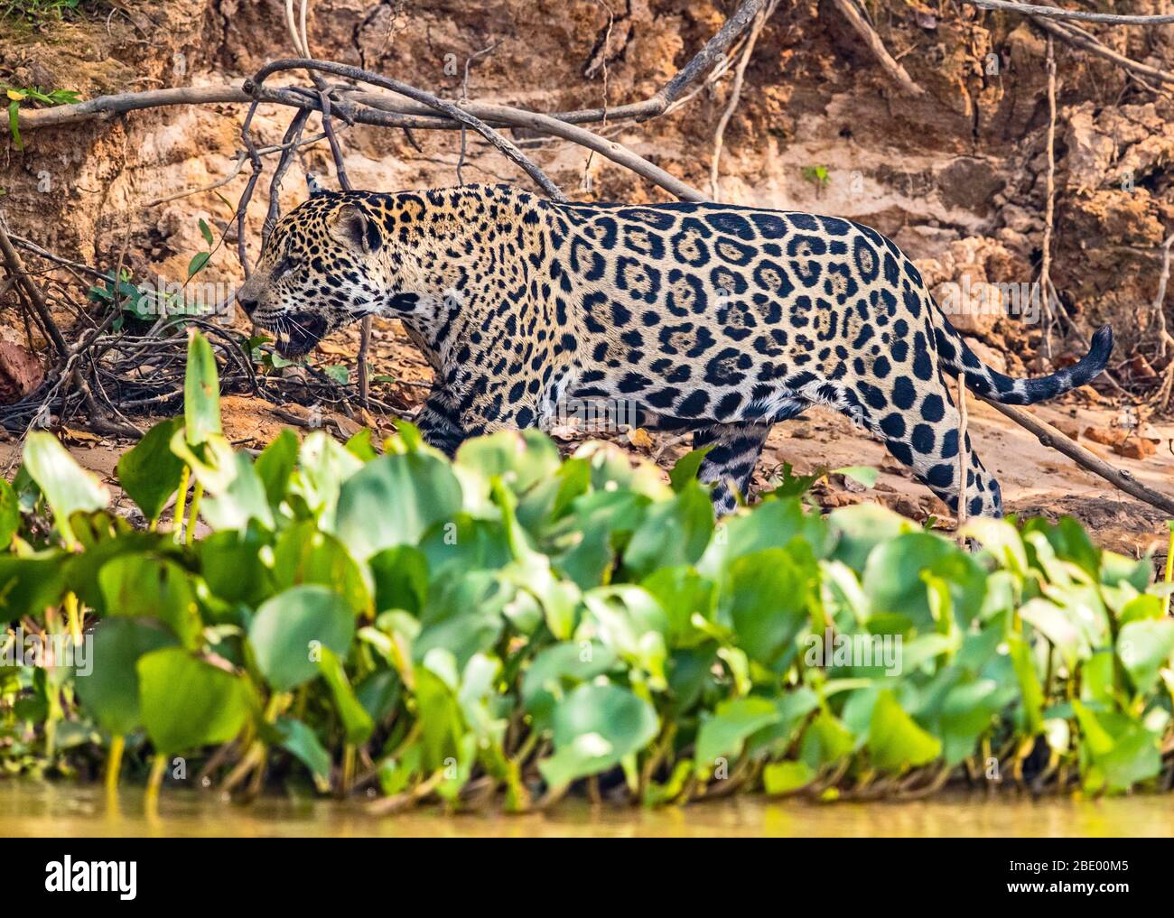 Jaguar Walking, Pantanal, Brasile Foto Stock