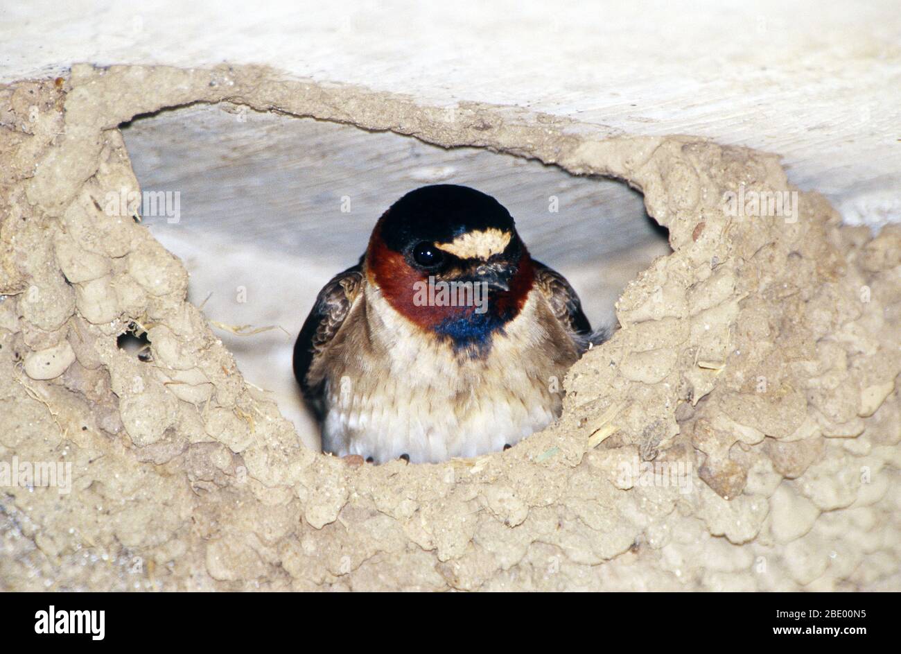 Cliff Swallow nel suo nido Foto Stock