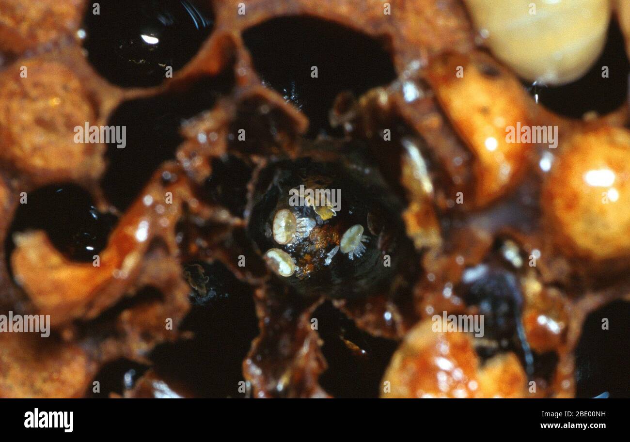 Gli acari di Varroa nell'alveare dell'ape Foto Stock