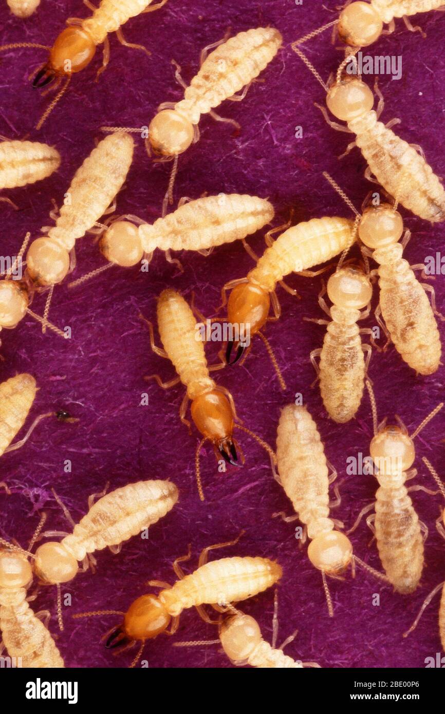 Formosan termiti Foto Stock