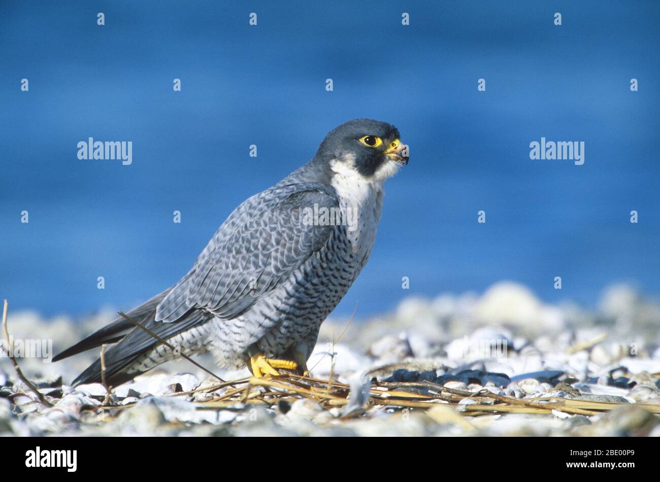 Falco pellegrino Foto Stock