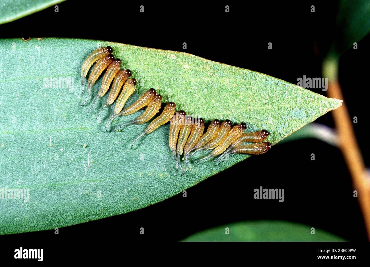 Sawfly larvae mangiare una foglia Foto Stock