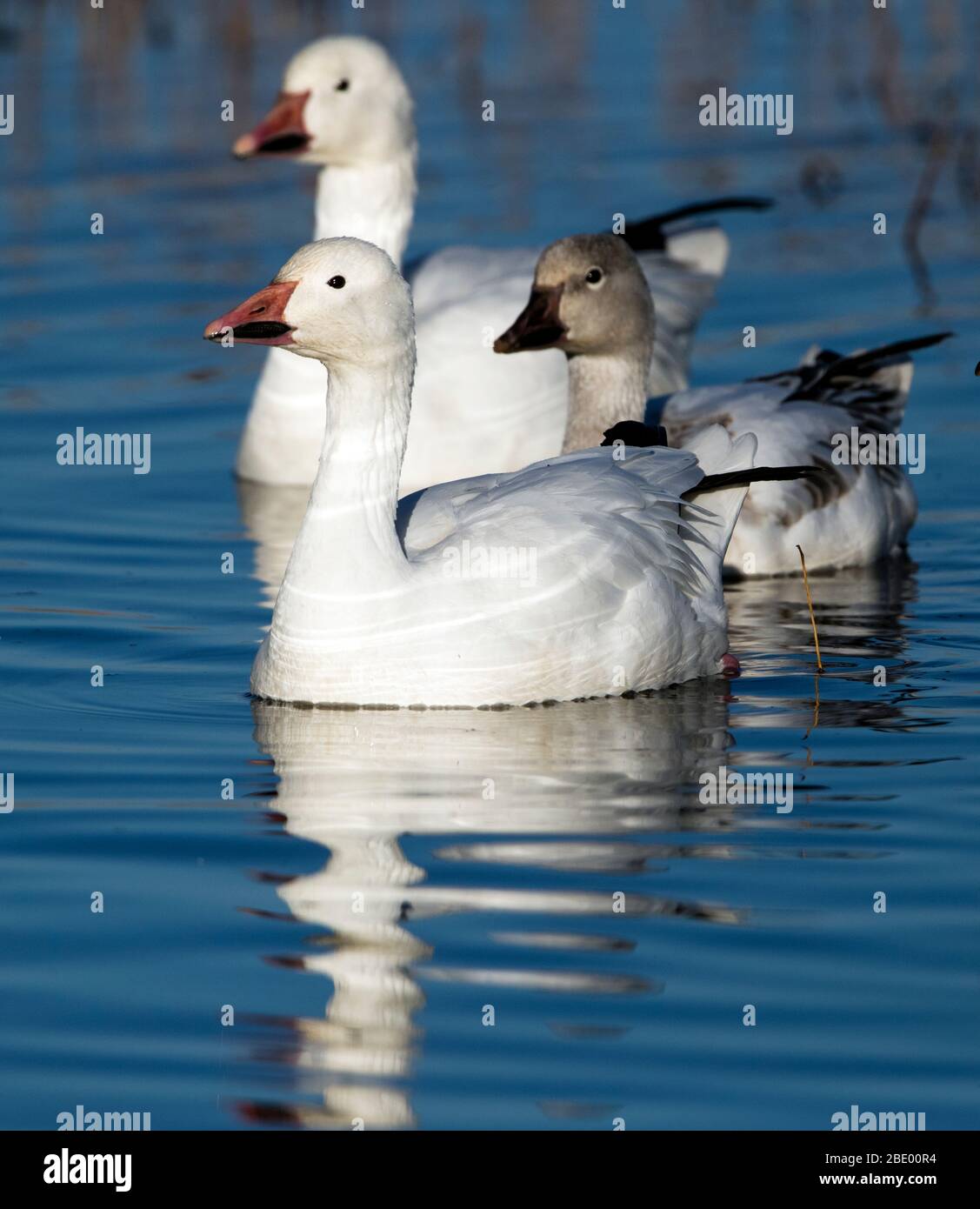 Nuoto con le oche da neve, Socorro, New Mexico, USA Foto Stock