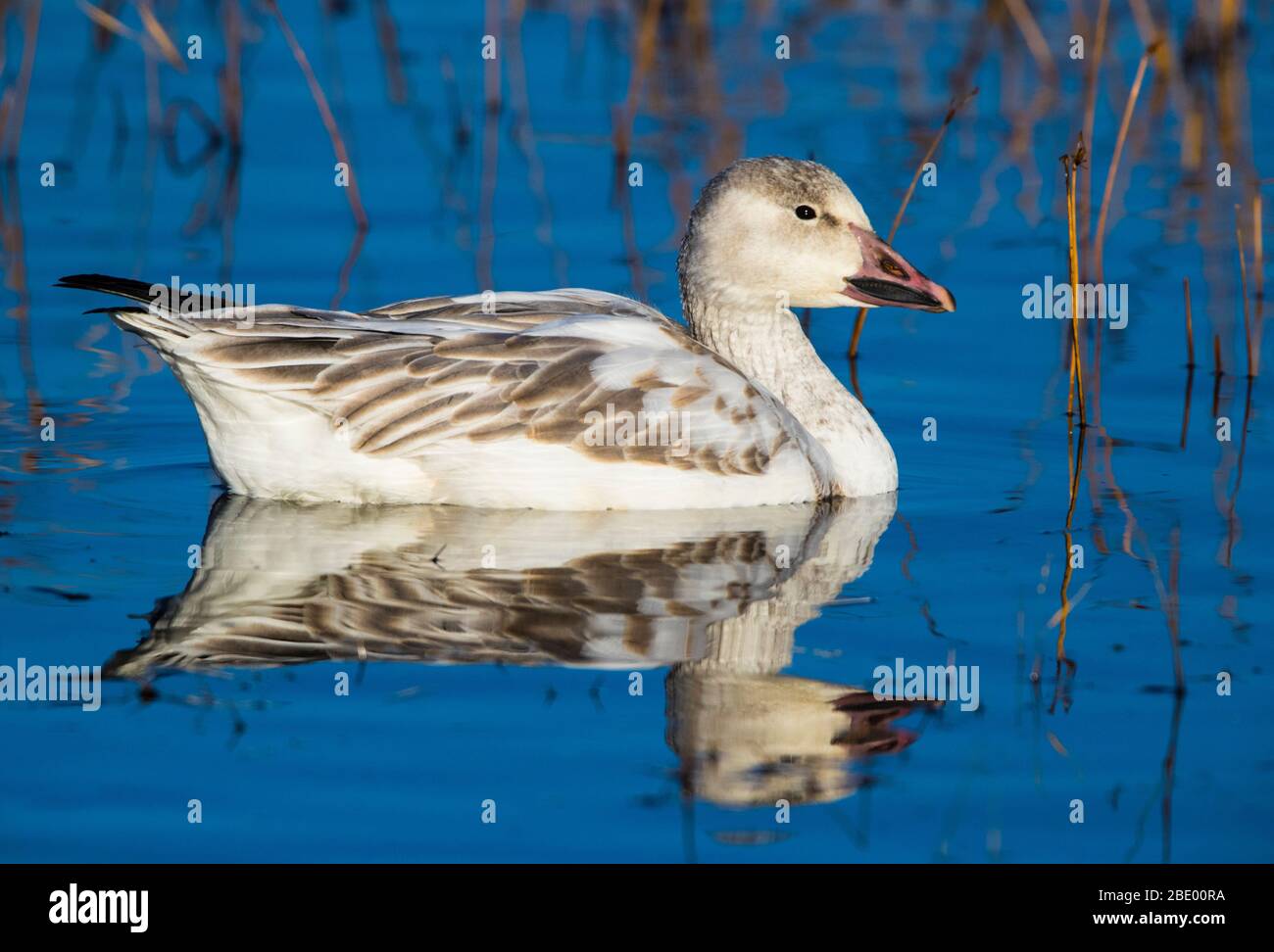 Oca da neve (Anser caerulescens) galleggiante sull'acqua, Soccoro, New Mexico, USA Foto Stock