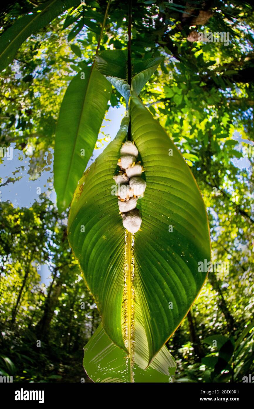 Bat bianco dell'Honduran (Ectophylla alba), Sarapiqui, Costa Rica Foto Stock