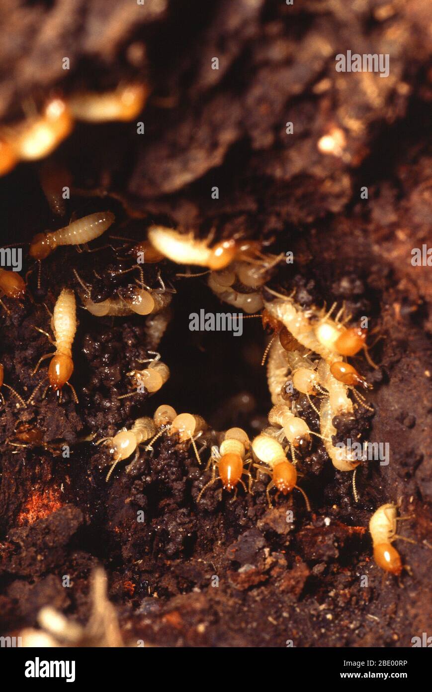 Nido di termiti Foto Stock