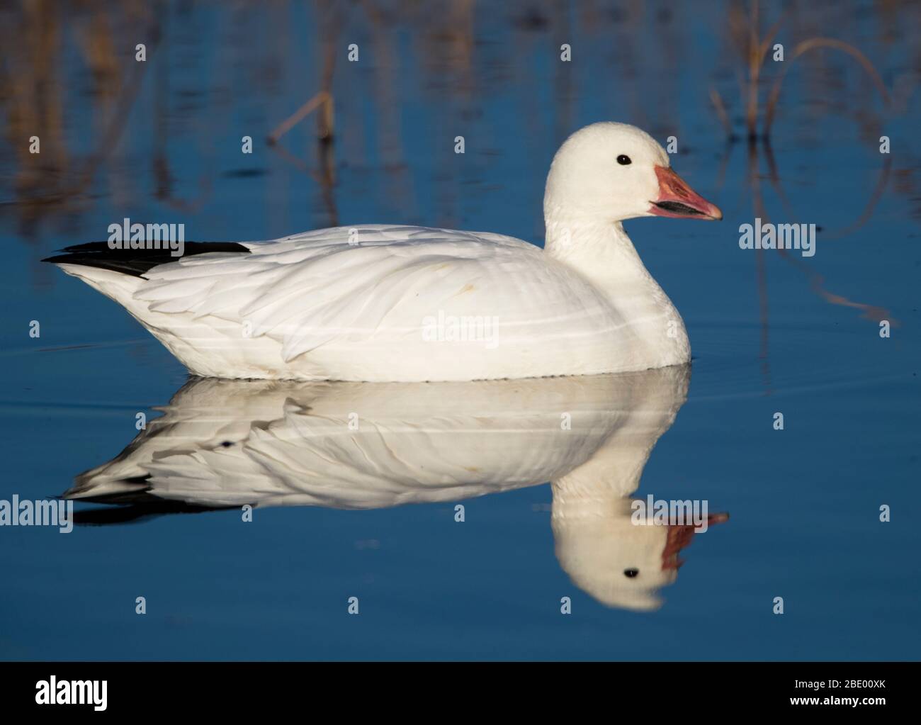 Oca da neve (Anser caerulescens) galleggiante sull'acqua, Soccoro, New Mexico, USA Foto Stock